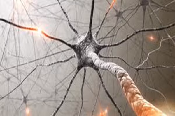 Não và hệ thống thần kinh. Số lượng các tế bào thần kinh trong não giảm. Tuy nhiên, bộ não có thể bù đắp phần nào cho sự mất mát này bằng nhiều cách như thực hiện các kết nối mới với tế bào thần kinh còn lại. Các tế bào thần kinh mới có thể hình thành ở một số khu vực của não bộ, ngay cả khi bạn đã già.