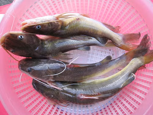 Cá lăng sau khi sơ chế được kho trên chảo phi hành tỏi, gia vị, sôi vài lần trên lửa liu riu, cho khóm vào, khi cá nứt da là chín. Cá lăng kho khóm thơm ngon, béo, ngọt ăn cùng cơm nóng.