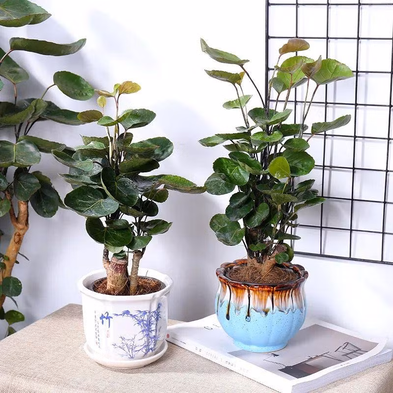  Cây cảnh túi tiền hay còn được gọi là đinh lăng lá đĩa. Sở dĩ chúng có biệt danh này là vì những chiếc tròn, cụp vào trong như chiếc đĩa nhưng lại được liên tưởng với "ví đựng tiền".
