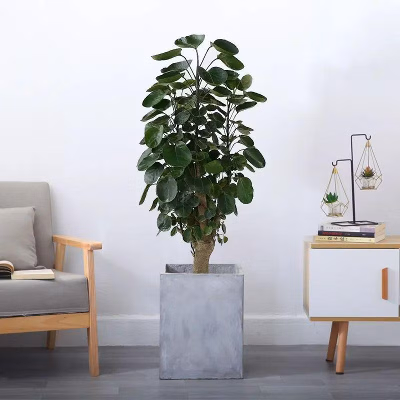 Trong phong thủy, cây đinh lăng được biết đến với ý nghĩa có thể ngăn chặn khí xấu xông vào nhà. Từ đó trấn giữ nguồn năng lượng tốt, giúp tài khí dễ tích tụ, không bị tiêu tán, được coi như “thần giữ của” cho chủ nhà.