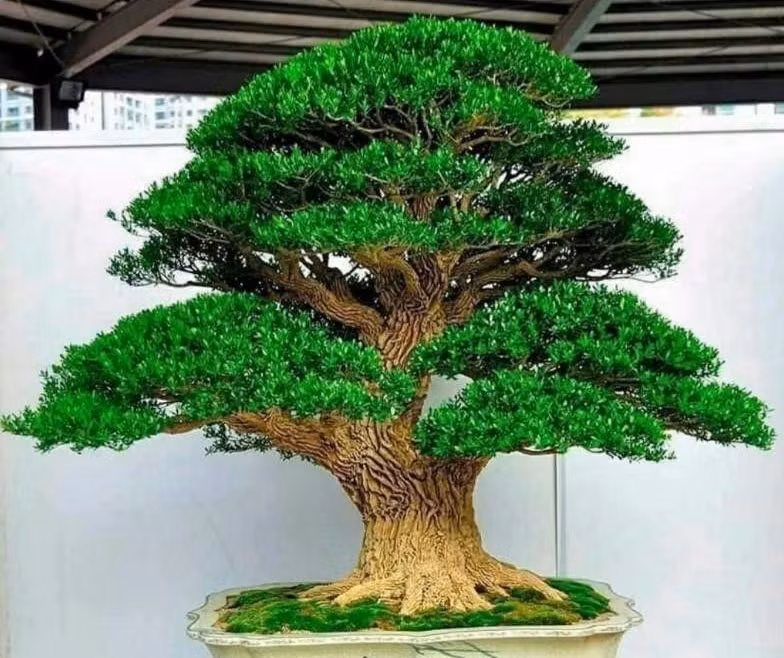 Nhờ tính thanh lọc các khí độc, trong phong thủy, hoàng dương có thể hấp thụ năng lượng tiêu cực và bảo vệ ngôi nhà khỏi những linh hồn ma quỷ. Nó được coi là một lá bùa hộ mệnh mạnh mẽ mang lại hòa bình và may mắn cho gia chủ.