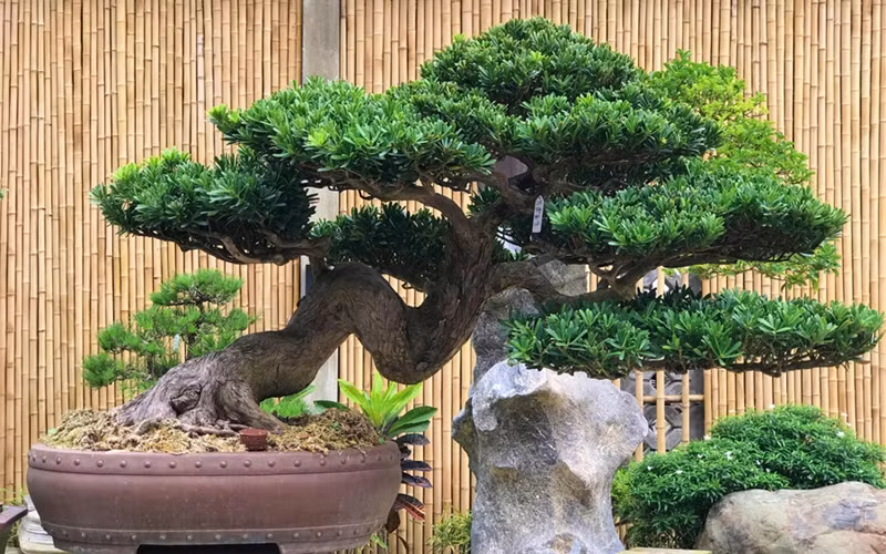 Hơn nữa, cây cảnh này còn có ý nghĩa về sự phồn vinh, thịnh vượng bởi vì cây có sức sống bền bỉ, luôn xanh tốt, tràn đầy sức sống, bất chấp mọi nghịch cảnh, khó khăn.
