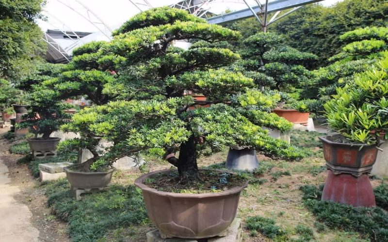  Người xưa có câu: "Gia đình có các vị La Hán, các thế hệ sẽ không nghèo" nên nhiều người sẽ lựa chọn trồng cây cảnh này để duy trì sự giàu có lâu đời của gia đình, dòng họ.