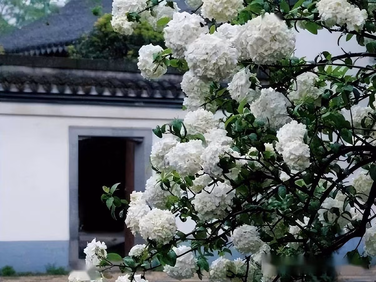  Cho dù từ hình dáng hoa nhiều người gọi là cẩm tú cầu thân gỗ Trung Quốc nhưng chúng ta có thể thấy bóng tuyết không có họ hàng gì với cẩm tú cầu (Hydrangea), thuộc chi Tú cầu (Hydrangeaceae) mà chúng ta biết. 