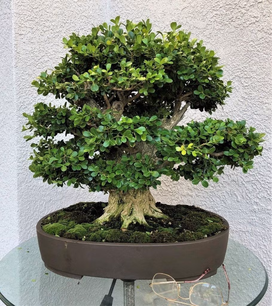 Hoàng dương không chỉ là một loại cây mà còn thể hiện gu thẩm mỹ và phong cách của gia chủ. Nó đứng đó lặng lẽ, như một nhà thông thái, thầm nói lên sự phi thường và sang trọng của chủ nhân.
