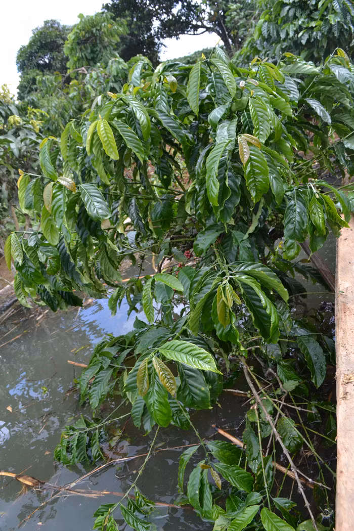 Báo cáo nhanh của UBND huyện Lâm Hà cho thấy, ngoài một lượng lớn tài sản vật chất bị thiệt hại... thì việc tích nước hồ thủy điện Đồng Nai 2 còn làm cho khoảng 150 ha càphê của dân bị chìm trong nước, trong đó có khoảng 70% diện tích chuẩn bị vào vụ thu hoạch 