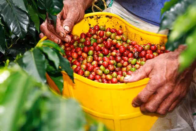 Đây là nơi sản xuất ra những hạt cà phê thơm ngon bật nhất trên thế giới với hương thơm, mùi vị rất đặc trưng của cà phê châu Mỹ nói chung và Colombia nói riêng. Ảnh: Suma.coop.