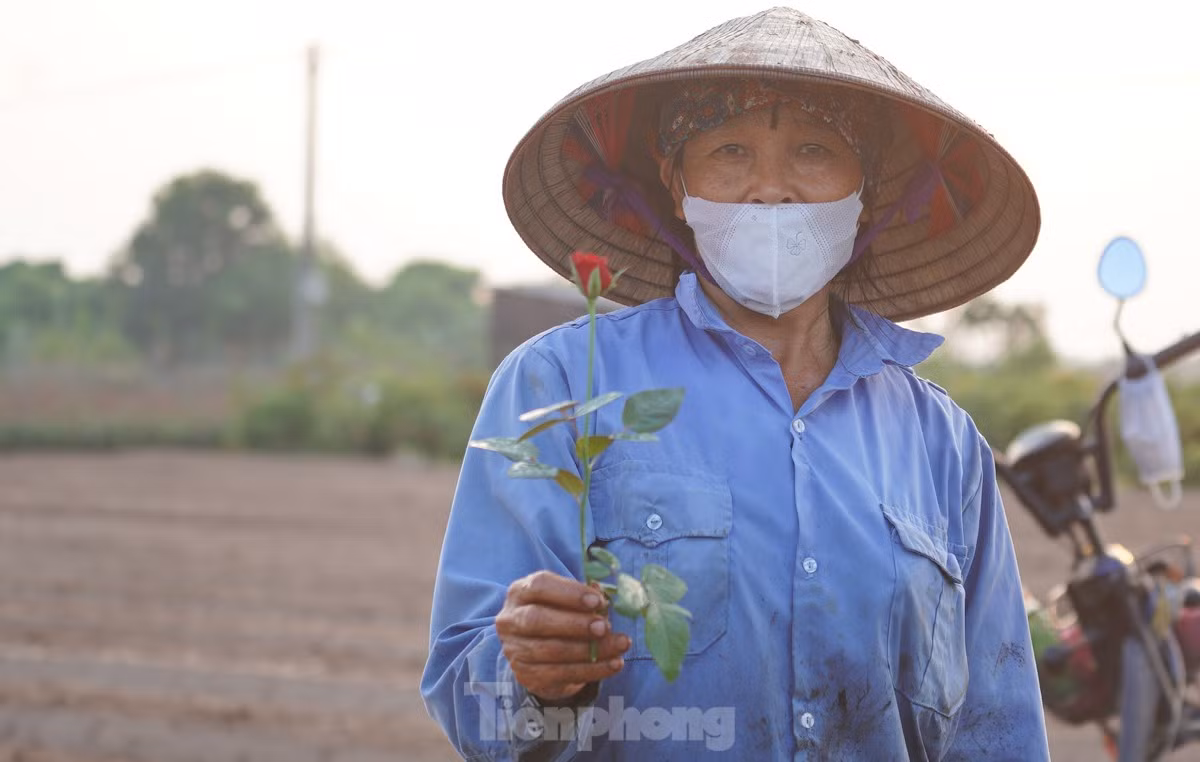 "Hoa năm nay rất nhỏ do ngập nước quá lâu nên không phát triển, khó mà bán được. Lứa hoa mới trồng, nếu may mắn không gặp bão hay thiên tai, thì có lẽ sẽ kịp bán vào dịp Tết 2025, chứ không kịp bán cho 20/10 và 20/11", cô Tuyền nói thêm.