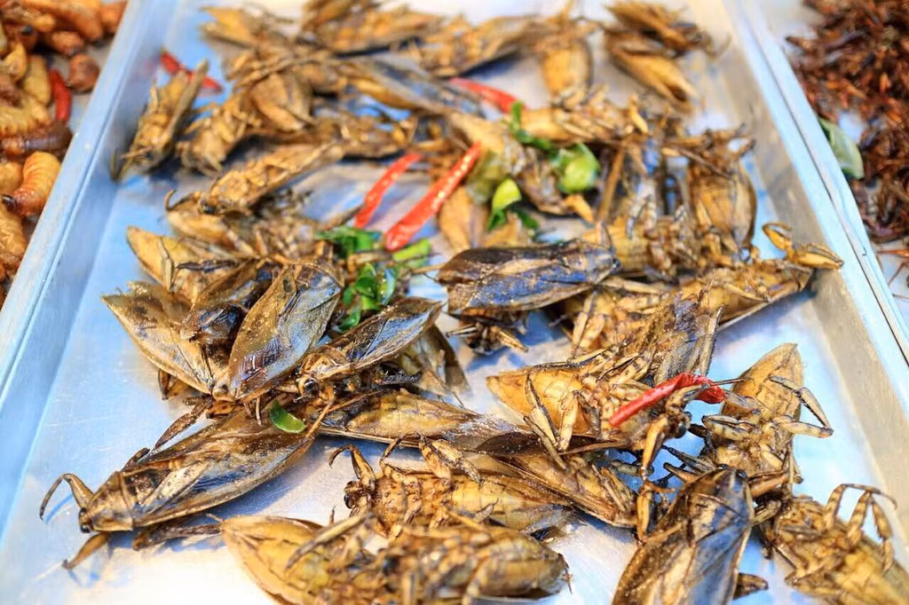  Maeng Da Na (Thái Lan): Món ăn vặt từ bọ này thường xuất hiện nhiều ở các nước Đông Nam Á, đặc biệt là Thái Lan. Món ăn có tên tiếng Thái là Maeng Da Na. Trước khi chế biến, người ta đem sơ chế bọ bằng cách luộc qua. Bọ được tẩm ướp gia vị đậm đà và chiên giòn ngập dầu. Tuy nhiên, những ai sợ côn trùng có lẽ sẽ không dám lại gần món ăn này. Ảnh: Yolandikiwi.