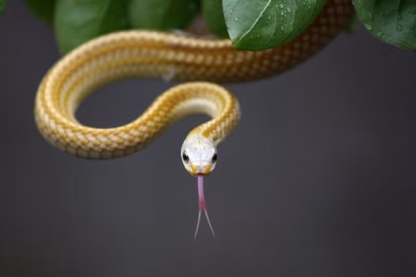 Top 4 con giáp bản lĩnh, luôn coi khó khăn là chuyện nhỏ - Hình 3 Top 4 con giap ban linh, luon coi kho khan la chuyen nho-Hinh-3