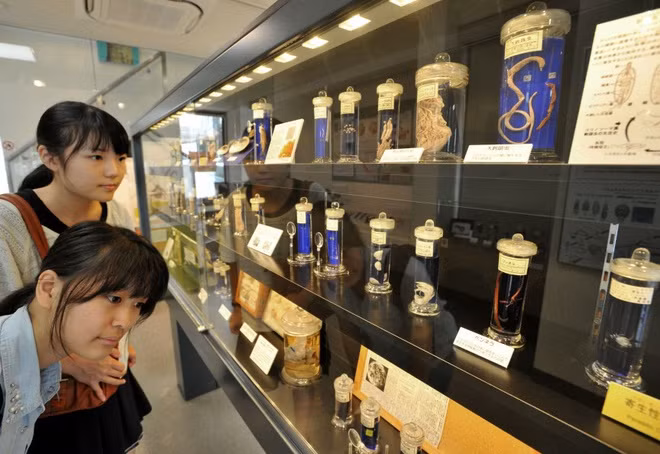  11. Bảo tàng ký sinh trùng học Meguro, Tokyo, Nhật Bản: Lời khuyên chân thành là bạn không nên ăn gì trước khi tới đây, và sau khi nhìn những hiện vật trưng bày ở đây, chắc các du khách khó lòng nuốt nổi món ăn gì. 45.000 hiện vật bao gồm con sán dây dài nhất thế giới (8,8 m), con chuột với bụng trương phềnh do nhiễm ký sinh trùng và thậm chí có cả các hiện vật tương tác.