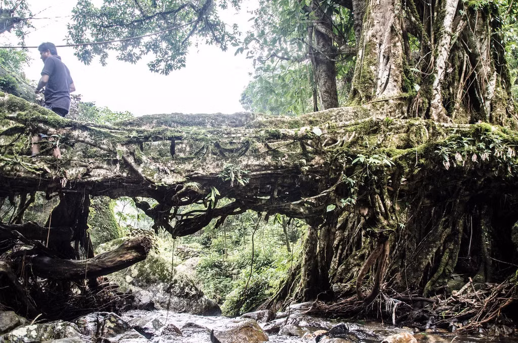 Tuy nhiên, số phận của những cây cầu rễ có lẽ sắp đi đến hồi kết. Theo The Living Root Bridge Project, người dân ở Meghalaya đang có xu hướng dùng những vật liệu hiện đại như kim loại để xây cầu. Việc xây dựng sẽ nhanh hơn đáng kể so với việc chờ rễ cây đa cao su phát triển. Dù vậy, một số người khác vẫn đang nỗ lực duy trì bản sắc này.