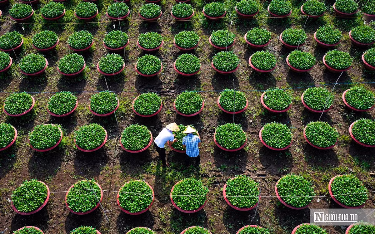 Làng hoa ở Đồng Nai những ngày giáp Tết - Hình 5 Lang hoa o Dong Nai nhung ngay giap Tet-Hinh-5