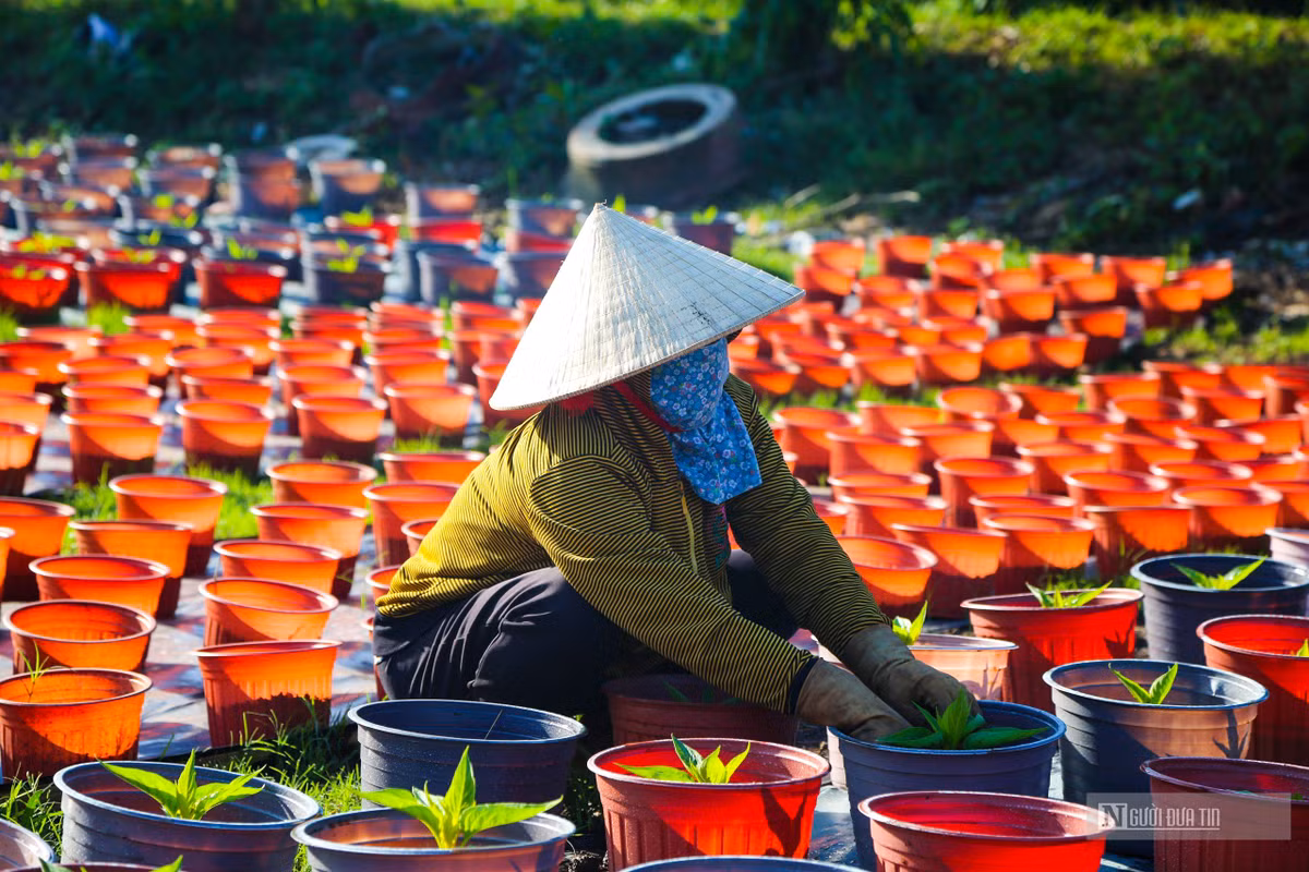Làng hoa ở Đồng Nai những ngày giáp Tết - Hình 3 Lang hoa o Dong Nai nhung ngay giap Tet-Hinh-3