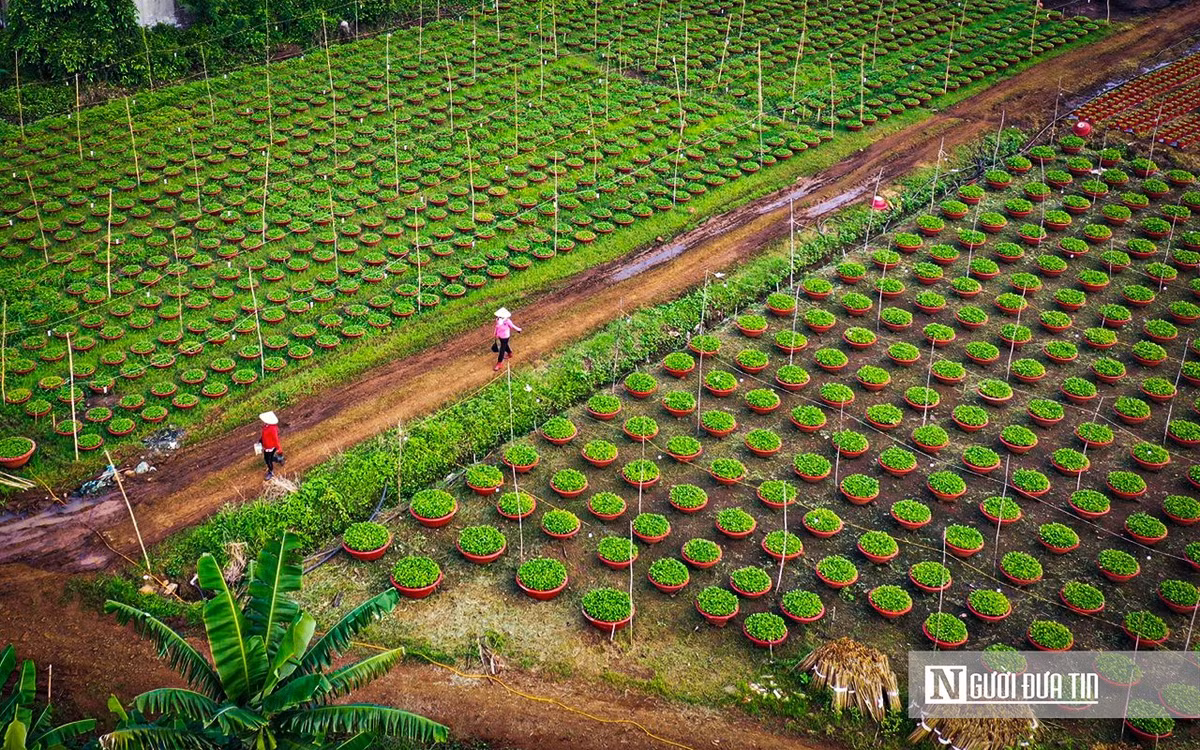 Làng hoa ở Đồng Nai những ngày giáp Tết - Hình 6 Lang hoa o Dong Nai nhung ngay giap Tet-Hinh-6
