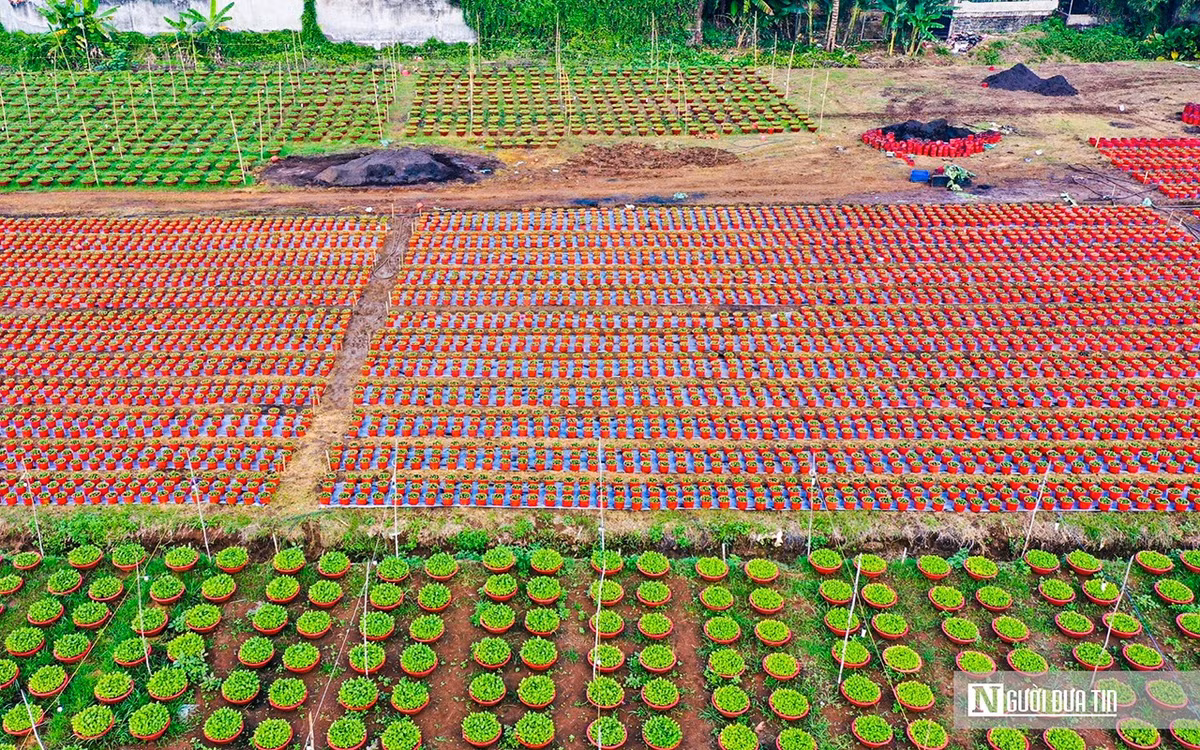 Làng hoa ở Đồng Nai những ngày giáp Tết - Hình 2 Lang hoa o Dong Nai nhung ngay giap Tet-Hinh-2