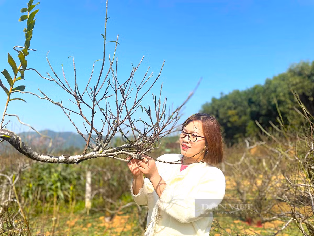 Làng trồng đào phai ở Yên Thành nhộn nhịp người bán người mua - Hình 2 Lang trong dao phai o Yen Thanh nhon nhip nguoi ban nguoi mua-Hinh-2