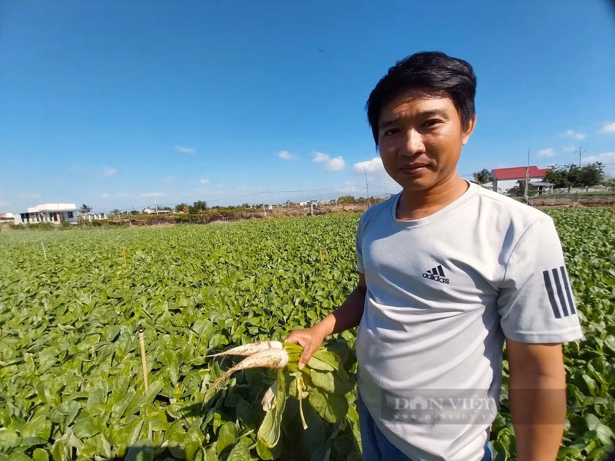 Nong dan lang rau lon nhat Ninh Thuan tat bat chuan bi cho vu Tet-Hinh-2