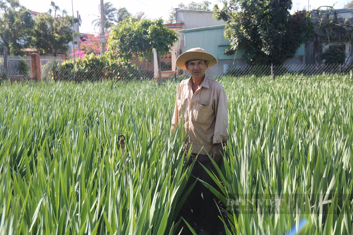 Nghe trong hoa tet o Gia Lai, noi trung mua, noi hoi hop cho gia-Hinh-4