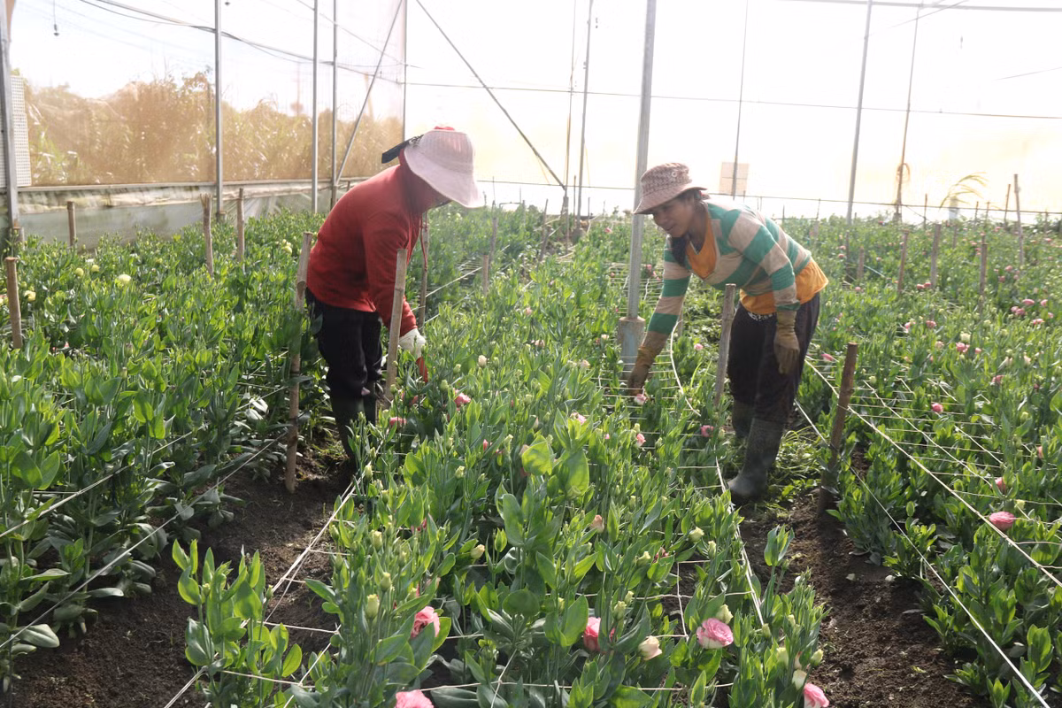 Nghe trong hoa tet o Gia Lai, noi trung mua, noi hoi hop cho gia-Hinh-3