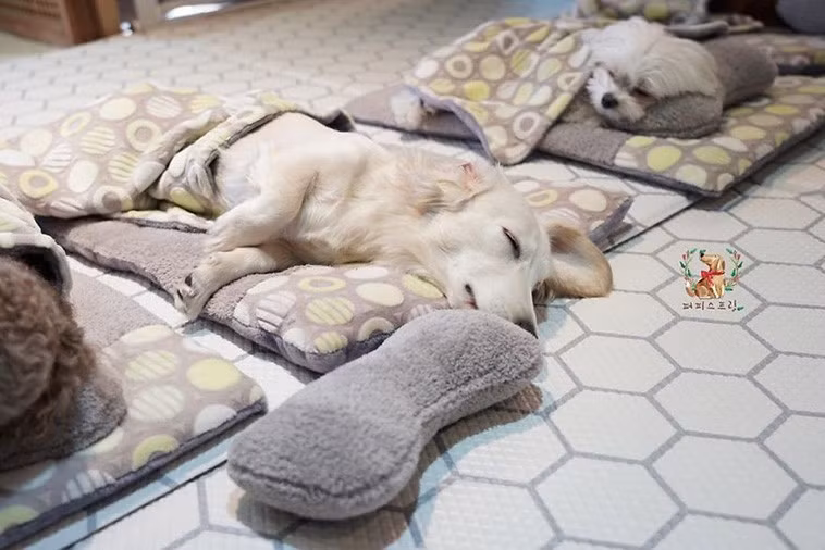Hàn Quốc vốn nổi tiếng về hoạt động làm thịt và ăn thịt chó nhưng nay đang có xu hướng nuôi chó làm thú cưng./.
