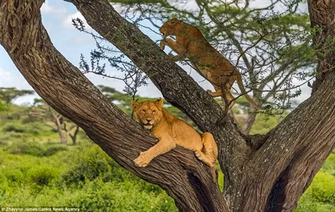 Câu chuyện diễn ra tại khu bảo tồn Ngorongoro ở Kenya. Cả một đàn sư tử đang nghỉ ngơi bỗng sợ hãi leo hết lên cây tìm chỗ ẩn nấp khi bị một con voi tấn công.