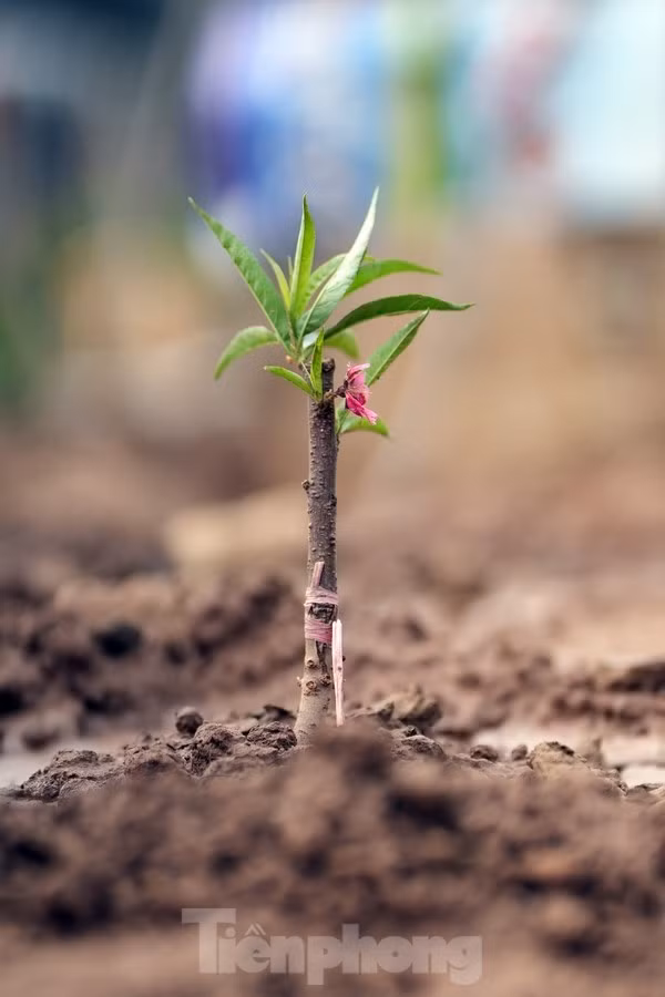 Người dân tưới nước chăm sóc cho những cây đào mới xuống giống.