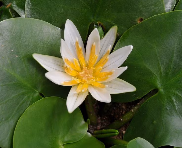  2. Không sống dưới nước như các loài hoa súng khác. Điểm đặc biệt của loài hoa này là chúng không sống chìm dưới nước như các loài hoa súng thông thường, mà mọc trên bùn ẩm dọc theo bờ suối nước nóng. Ảnh: Pinterest.