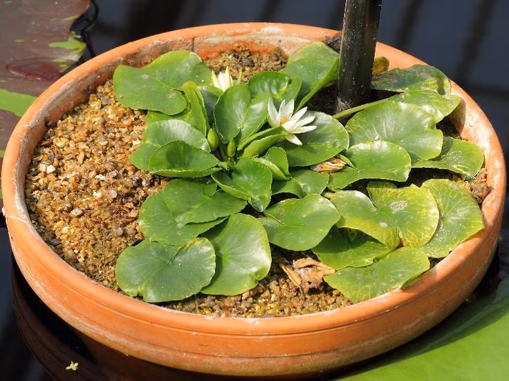  4. Đã tuyệt chủng trong tự nhiên. Do sự khai thác và thay đổi môi trường sống, Nymphaea thermarum đã chính thức bị tuyên bố tuyệt chủng trong tự nhiên. Hiện nay, nó chỉ tồn tại trong các vườn thực vật trên thế giới. Ảnh: Pinterest.