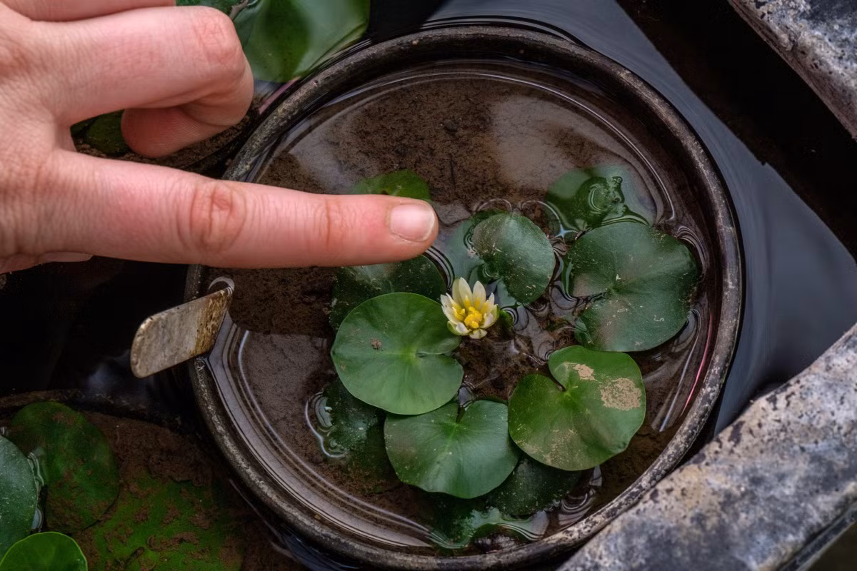  7. Đã từng bị đánh cắp. Năm 2014, một cây hoa súng ma thuật quý hiếm đã bị đánh cắp khỏi Vườn bách thảo Hoàng gia Kew. Đây là vụ trộm thực vật gây chấn động giới khoa học. Ảnh: floresorg.wordpress.com.