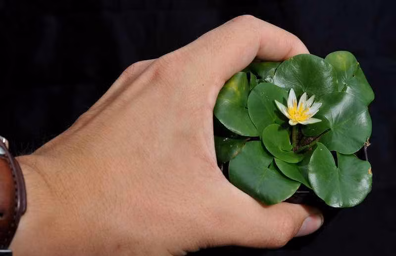  1. Loài hoa súng nhỏ nhất thế giới. Nymphaea thermarum được xem là loài hoa súng có kích thước nhỏ nhất hành tinh. Đường kính của hoa chỉ khoảng 1 cm, trong khi lá của nó cũng rất nhỏ, chỉ khoảng 2 cm. Ảnh: pinshape.com.