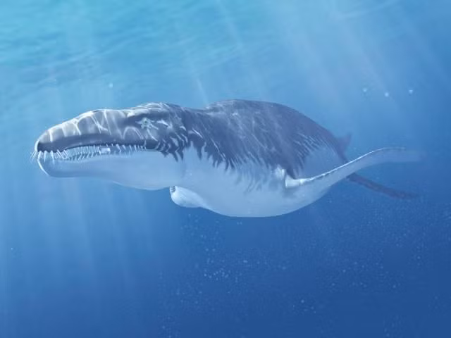  2. Là một trong những loài thằn lằn biển lớn nhất. Liopleurodon thuộc nhóm Pliosauridae, một nhánh của bò sát biển Plesiosaur. Một số ước tính cho rằng chúng có thể dài từ 6 đến 10 mét, với phần lớn cơ thể là đầu và vây bơi mạnh mẽ. Ảnh: Pinterest.