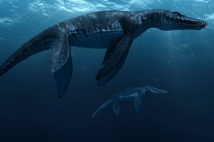  7. Hóa thạch chủ yếu được tìm thấy ở châu Âu. Hóa thạch Liopleurodon đã được phát hiện chủ yếu ở Anh và Pháp, cho thấy chúng từng sinh sống tại các vùng biển nông ở châu Âu trong Kỷ Jura. Những mẫu hóa thạch này giúp các nhà khoa học hiểu rõ hơn về cách loài bò sát biển này sinh sống và săn mồi. Ảnh: Pinterest.
