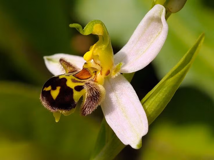  2. Toar ra mùi hương giống pheromone của ong cái. Không chỉ có hình dạng bắt chước, hoa lan ong còn tiết ra một loại hương đặc biệt giống với pheromone của ong cái, khiến ong đực bị thu hút và giúp hoa được thụ phấn. Ảnh: Pinterest.