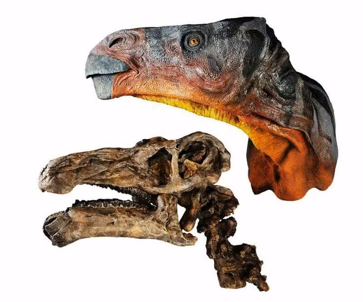  6. Nó có một cấu trúc sọ đặc biệt giúp nhai hiệu quả. Hộp sọ của Iguanodon có thể di chuyển nhẹ khi nhai, giúp nó nghiền nát thức ăn tốt hơn so với nhiều loài khủng long ăn thực vật khác. Ảnh: Pinterest.
