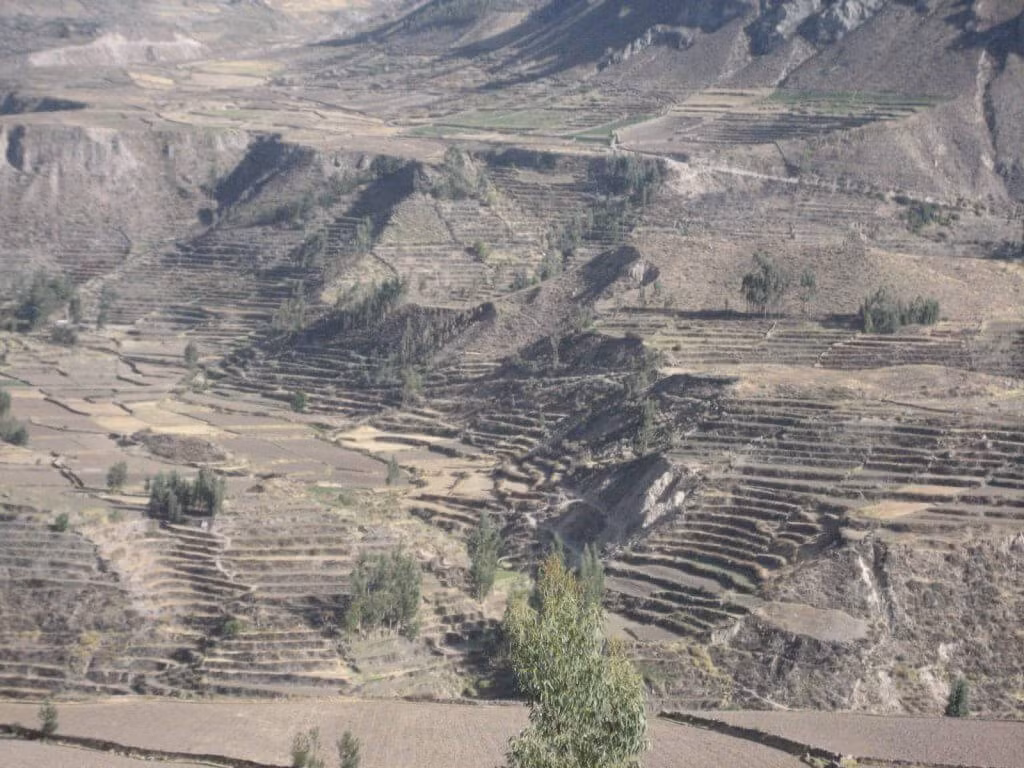  4. Colca Canyon có những ruộng bậc thang cổ đại tuyệt đẹp. Những ruộng bậc thang do người Collagua xây dựng không chỉ là công trình nông nghiệp mà còn giúp ngăn xói mòn đất, tạo nên cảnh quan ấn tượng hòa hợp với thiên nhiên. Ảnh: karikuy.com.