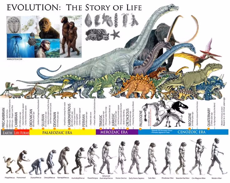  5. Là cơ sở của tiến hóa. Theo thuyết tiến hóa của Darwin, đột biến gene kết hợp với chọn lọc tự nhiên đã giúp hình thành nên sự đa dạng sinh học trên Trái Đất ngày nay. Ảnh: Pinterest.