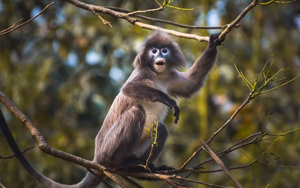  2. Voọc xám (Trachypithecus crepusculus). Là loài linh trưởng có bộ lông màu xám tro đặc trưng, khuôn mặt đen và đuôi dài, voọc xám chủ yếu sống trên cây, ăn lá, hoa và trái cây, thường sống thành từng nhóm nhỏ. Hiện nay, loài này đang bị đe dọa do mất môi trường sống và săn bắt trái phép. Ảnh: Mongabay.
