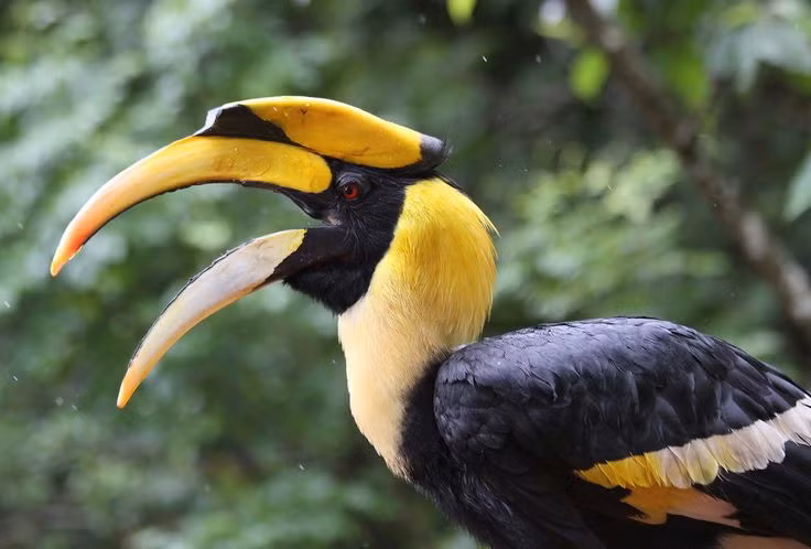  6. Hồng hoàng (Buceros bicornis). Loài chim lớn thuộc họ Hồng hoàng này có bộ lông đen trắng nổi bật, chiếc mỏ dài và phần mũ sừng màu vàng rực rỡ. Hồng hoàng đóng vai trò quan trọng trong việc phát tán hạt cây trong rừng, nhưng hiện nay đang bị đe dọa do săn bắt và mất môi trường sống. Ảnh: Pinterest.