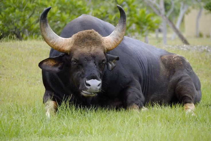  1. Bò tót (Bos gaurus). Là loài thú móng guốc lớn nhất trong họ Bò, bò tót có thân hình vạm vỡ, bộ lông sẫm màu và cặp sừng cong mạnh mẽ. Chúng sinh sống chủ yếu ở các khu rừng nhiệt đới, có tập tính sống thành đàn nhỏ và rất nhạy cảm với sự xáo trộn môi trường. Ảnh: Pinterest.