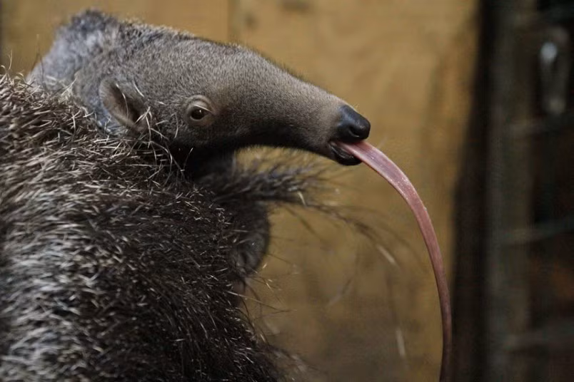 Không chỉ cô nàng siêu quậy Miley Cyrus mới thích thè lưỡi, ngay cả gấu kiến con (anteater) cũng thè lưỡi gợi cảm tại vườn thú ở Zlin, phía đông Moravia, Cộng hòa Séc.