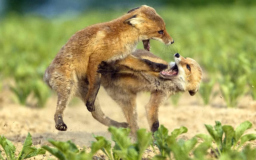 Hai con cáo đỏ châu Âu đánh nhau quyết liệt, tử chiến giành mồi ở Holle, Đức.