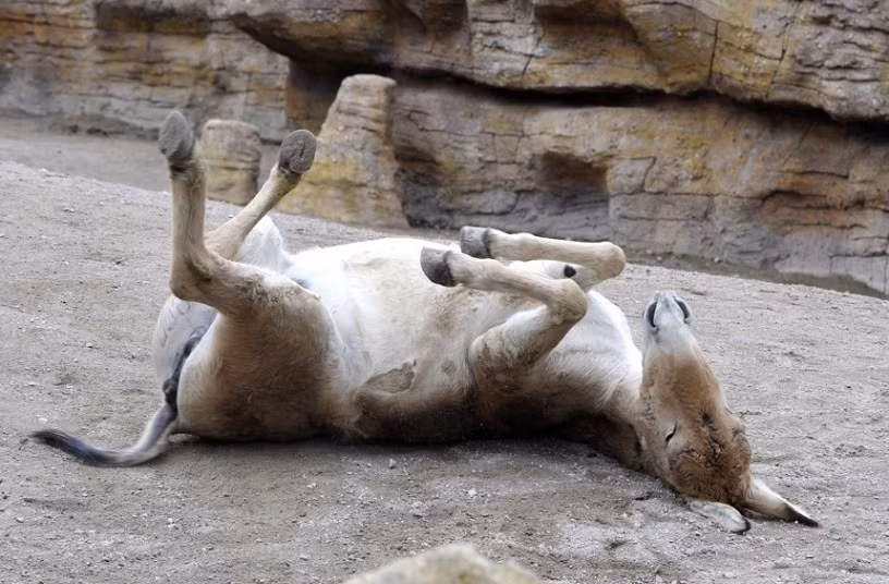Một con lừa tại vườn thú Hagenbeck ở Hamburg, Đức lăn lộn một cách thích thú.