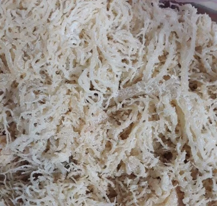 Thời gian gần đây, giá rau câu chân vịt đã tăng cao nhưng sản lượng thu hoạch chỉ bằng 1/3 so với trước.