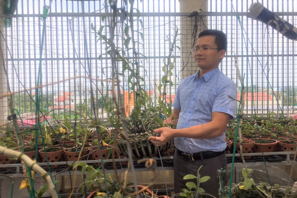 Lan đột biến hết thời 'tiền tỷ', tụt dốc rẻ hơn... rau muống ảnh 4 Lan đột biến hết thời 'tiền tỷ', tụt dốc rẻ hơn... rau muống ảnh 4