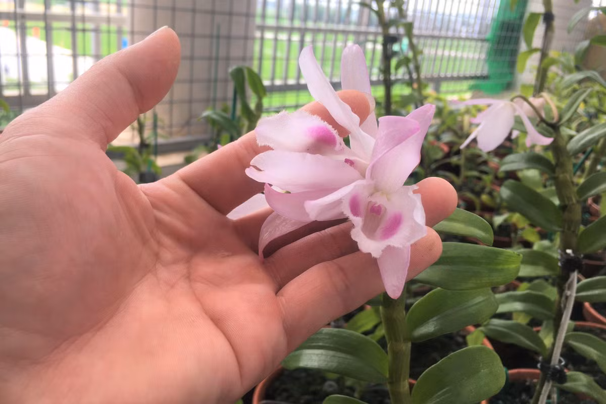 Lan đột biến hết thời 'tiền tỷ', tụt dốc rẻ hơn... rau muống ảnh 2 Lan đột biến hết thời 'tiền tỷ', tụt dốc rẻ hơn... rau muống ảnh 2