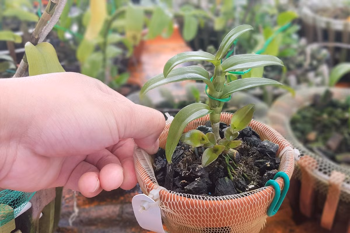 Lan đột biến hết thời 'tiền tỷ', tụt dốc rẻ hơn... rau muống ảnh 5 Lan đột biến hết thời 'tiền tỷ', tụt dốc rẻ hơn... rau muống ảnh 5
