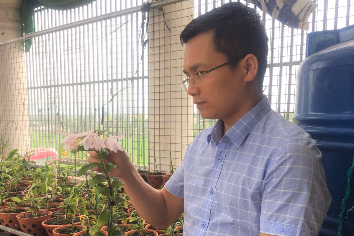 Lan đột biến hết thời 'tiền tỷ', tụt dốc rẻ hơn... rau muống ảnh 6 Lan đột biến hết thời 'tiền tỷ', tụt dốc rẻ hơn... rau muống ảnh 6