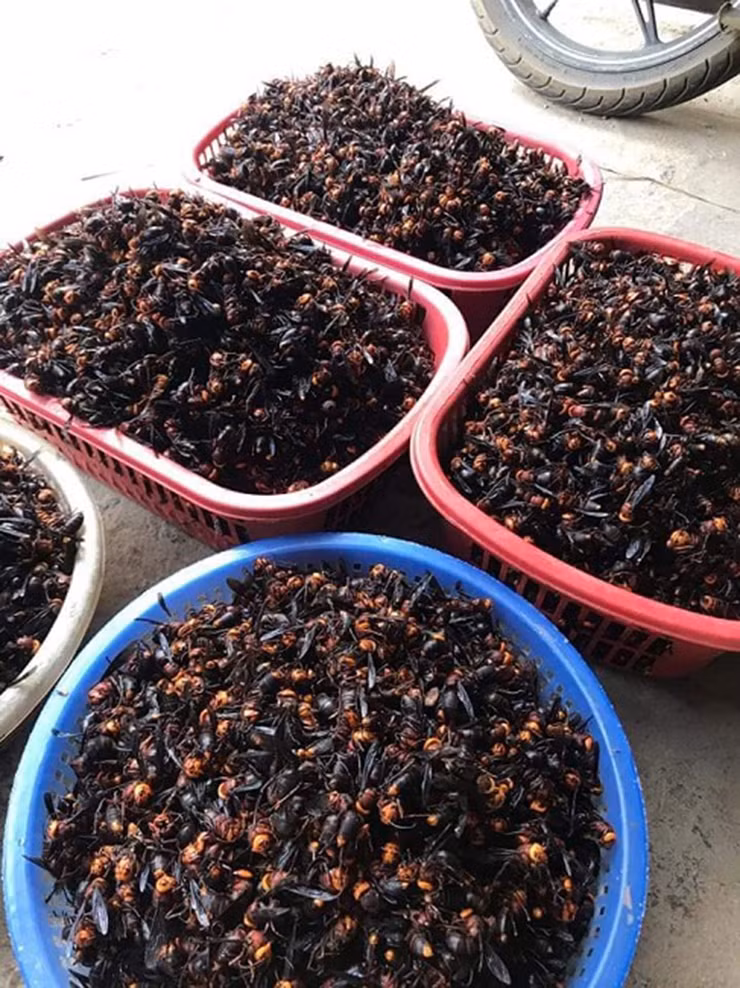 Tuy nhiên, loài côn trùng này nếu dùng và chế biến đúng cách sẽ có nhiều công dụng cho sức khỏe