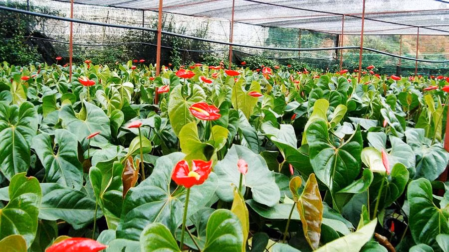 Cây hồng môn: Ý nghĩa trong phong thủy và cách trồng - Hình 6 Cay hong mon: Y nghia trong phong thuy va cach trong-Hinh-6